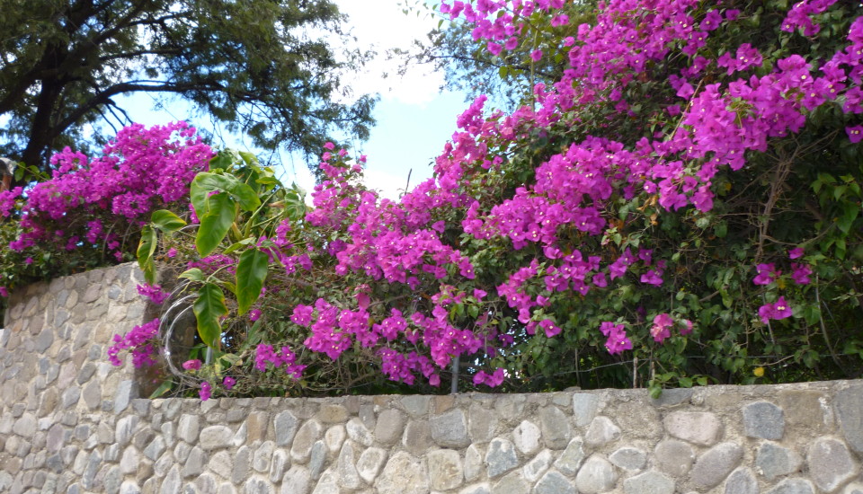 Living in Guatemala